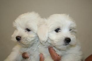 Preciosos bichon maltes de 2 meses, pequeñisimos, muy buen pedigree, muy buen precio.