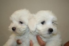 Preciosos bichon maltes de 2 meses, pequeñisimos, muy buen pedigree, muy buen precio. - mejor precio | unprecio.es