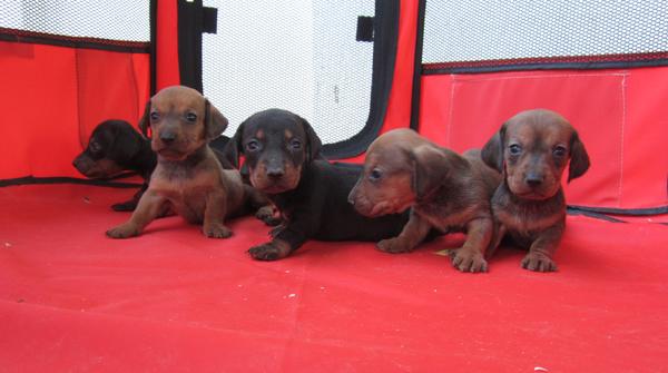 Teckels cachorros de pelo corto color negro fuego y arena