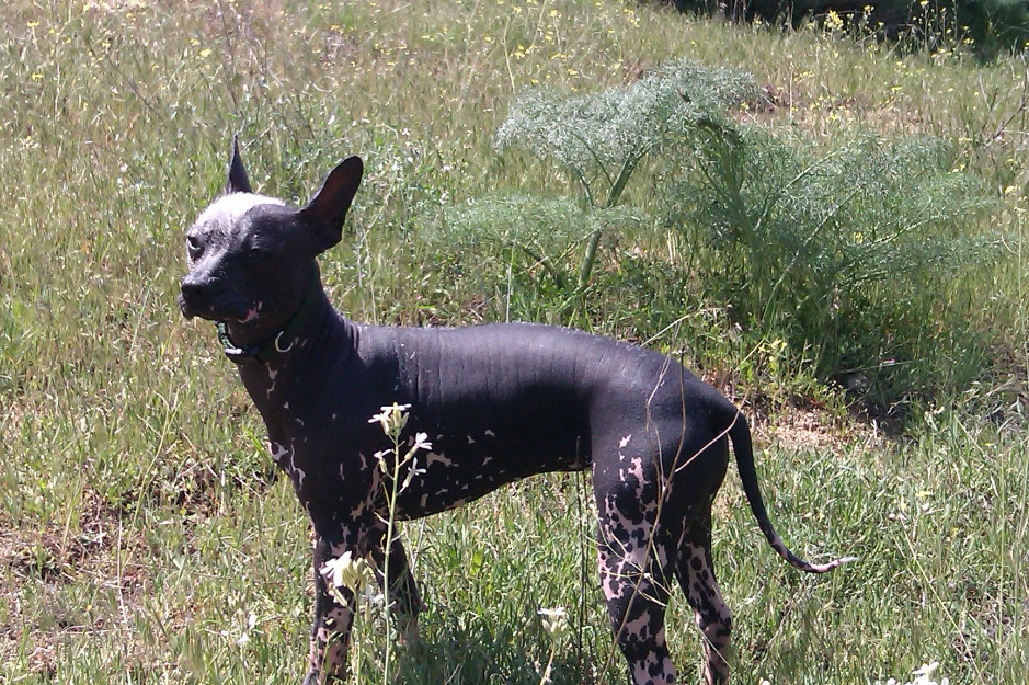 Xolo Mexicano busca monta