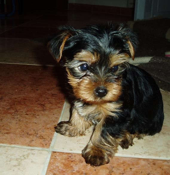 a la venta cachorros de yorkshire terrier con 2 meses por 400E