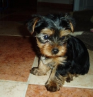 a la venta cachorros de yorkshire terrier con 2 meses por 400E - mejor precio | unprecio.es