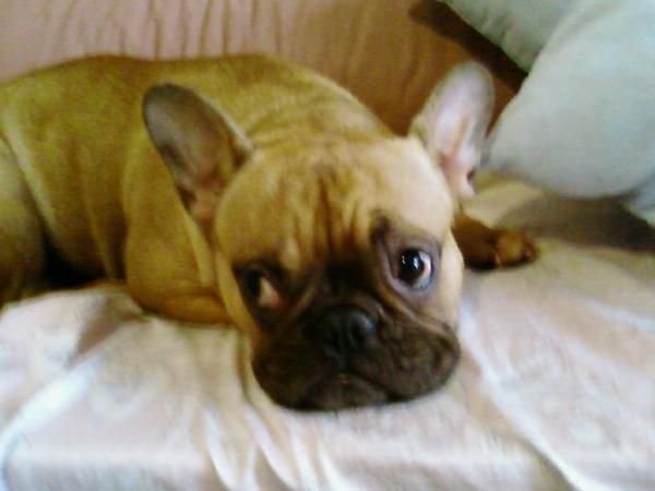 Bulldog francesa busca novio