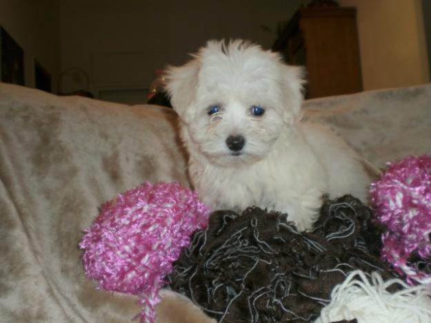 Cachorrita bichon-maltes toy el mejor regalo para navidad