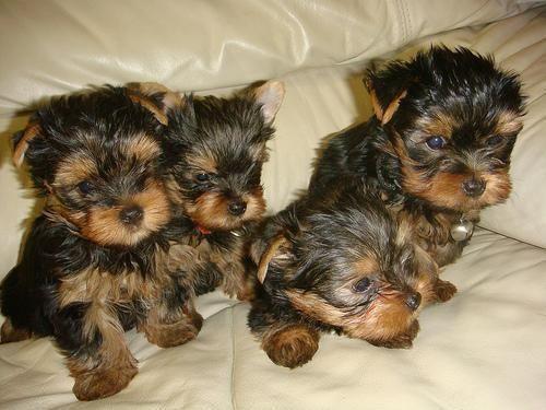 Cachorritos de Yorkshire