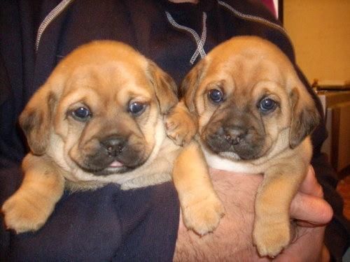 Cachorros Puggle macho y hembra de 3 meses con pedigree,  150