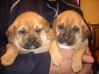 Cachorros Puggle macho y hembra de 3 meses con pedigree, 150 - mejor precio | unprecio.es