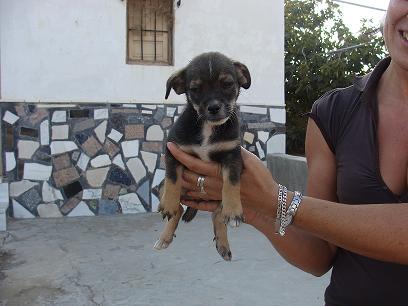 CAYAK, cachorrita de 3 meses tamaño pequeño en adopcion