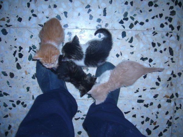 Gatitos buscan familia