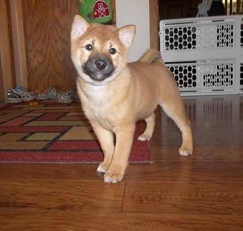 Shiba Inu cachorros