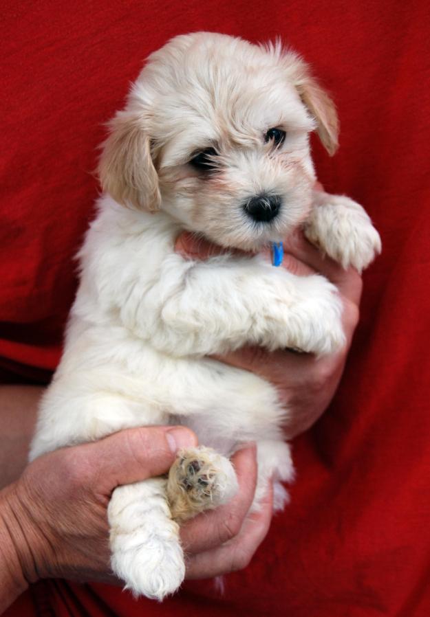 Bichon Habanero (familia Bichon Maltes)