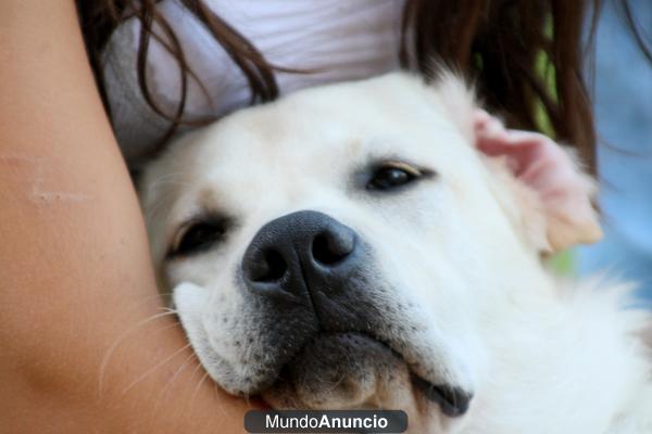 Busco hembra labrador para criar!