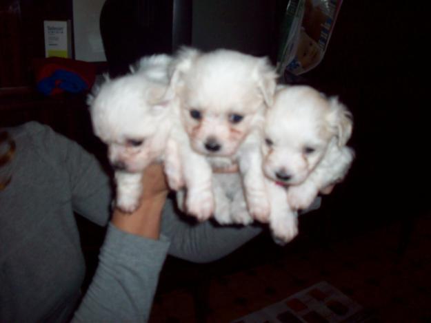 CACHORROS DE BICHON MALTES