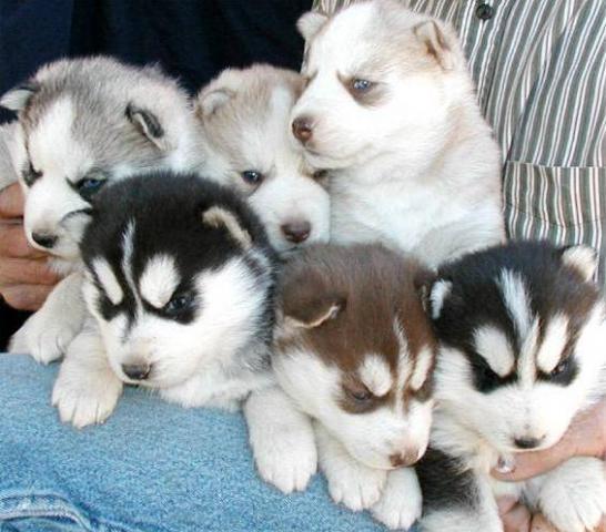 cachorros de husky siberiano para adopcion