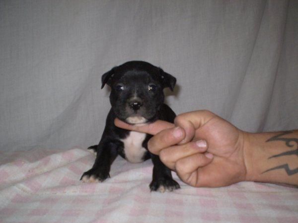 camada de stanffordshire bull terrier