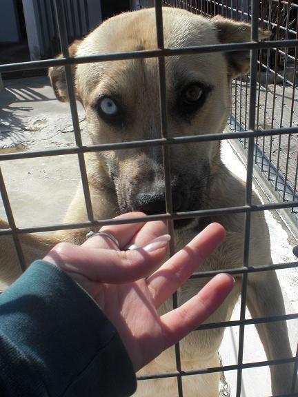 Cruce de Husky preciosa en adopcion