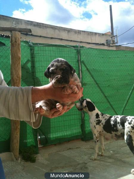 DOGOS ALEMANES CON  PEDIGRI