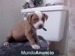 Excelente cachorros pitbull para volver a asignar