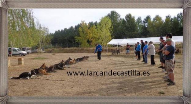 Iniciacion en Obediencia Canina Larcan de Castilla