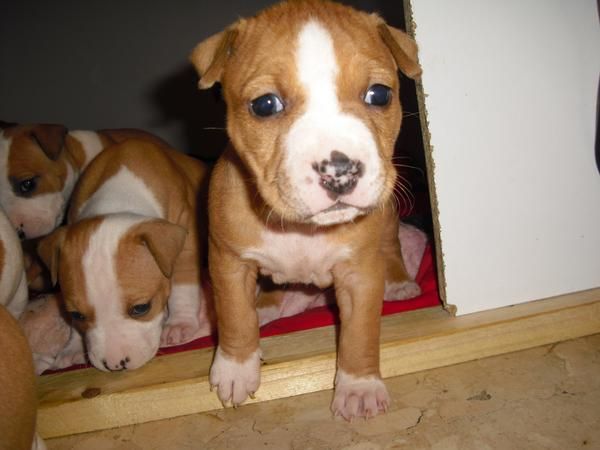 INMEJORABLES CACHORRAS DE AMERICAN STAFFORDSHIRE TERRIER