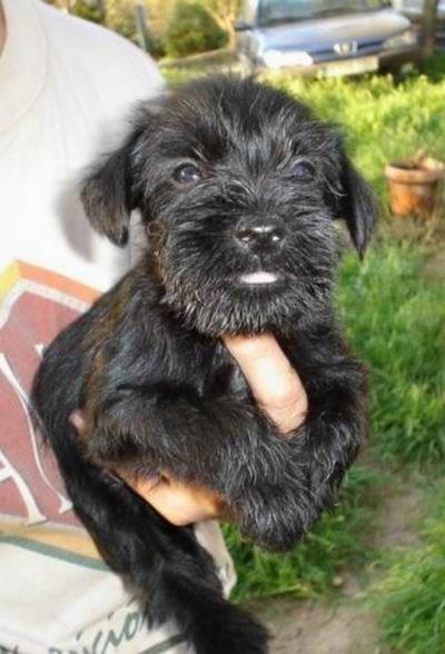 OFERTA, SCHNAUZER MINIATURA EN COLOR NEGRO Y SAL Y PIMIENTA, 380€ CON PEDIGREE