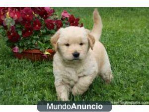 Regalo Cachorro de Golden Retriever con Pedigree