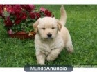 Regalo Cachorro de Golden Retriever con Pedigree - mejor precio | unprecio.es