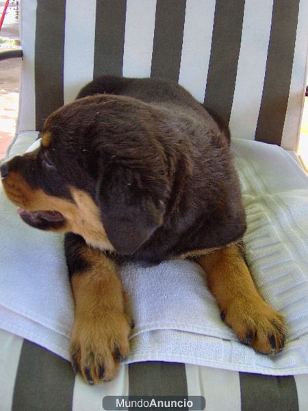 rottweiler en venta