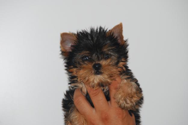 yorkshire terrier mini y estandar.