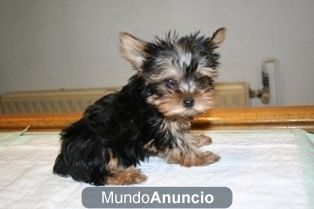 Yorkshire terrier pequeñisimos, con muy buen pedigree.