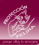 GATOS EN ADOPCIÓN DE PROTECCIÓN FELINA