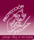 GATOS EN ADOPCIÓN DE PROTECCIÓN FELINA - mejor precio | unprecio.es