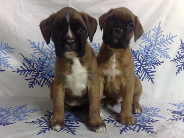 BOXER CACHORROS DE DOS MESES LISTOS PARA ENTREGAR