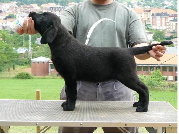 CACHORRA LABRADOR NEGRA