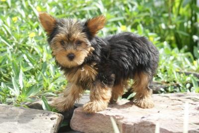 Excelentes cachorros de Yorkshire Terrier disponibles ahora ...