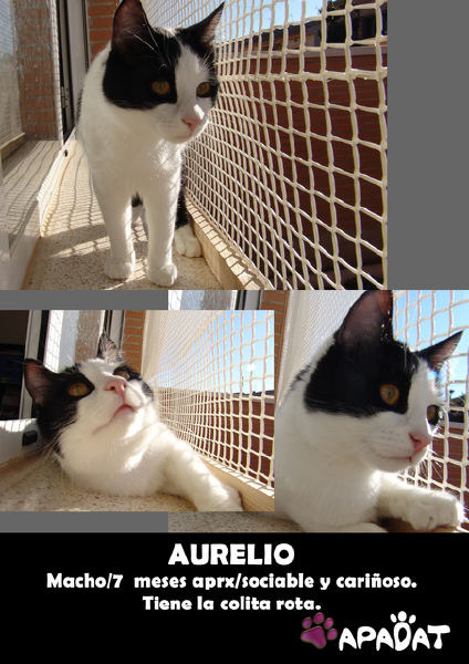 Gato. Aurelio, precioso gato que no ha tenido mucha suerte. Toledo