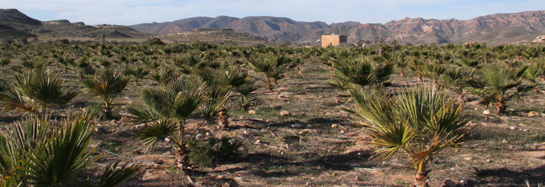 Venta de palmeras tipo Washingtonia y Dactylifera