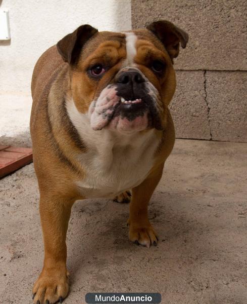 Se vende Bulldog Inglés Hembra 14/06/11 Por no poder atender