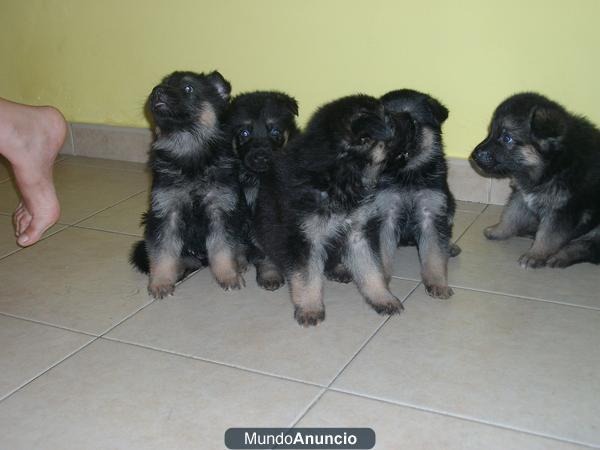 cachorritos de pastor aleman