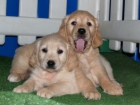 Cachorros de Golden, de pura raza - mejor precio | unprecio.es