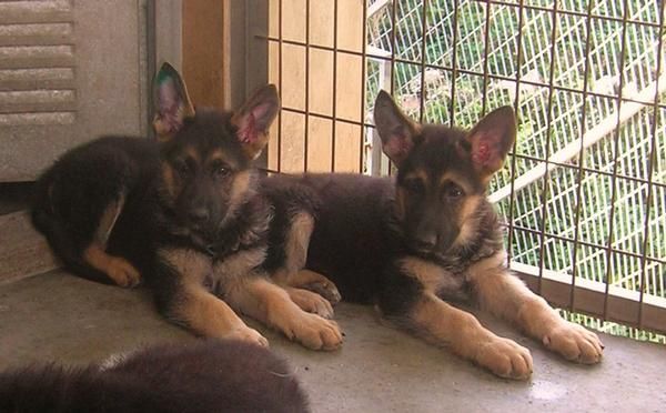 Cachorros de Pastor aleman con pedigree de campeones