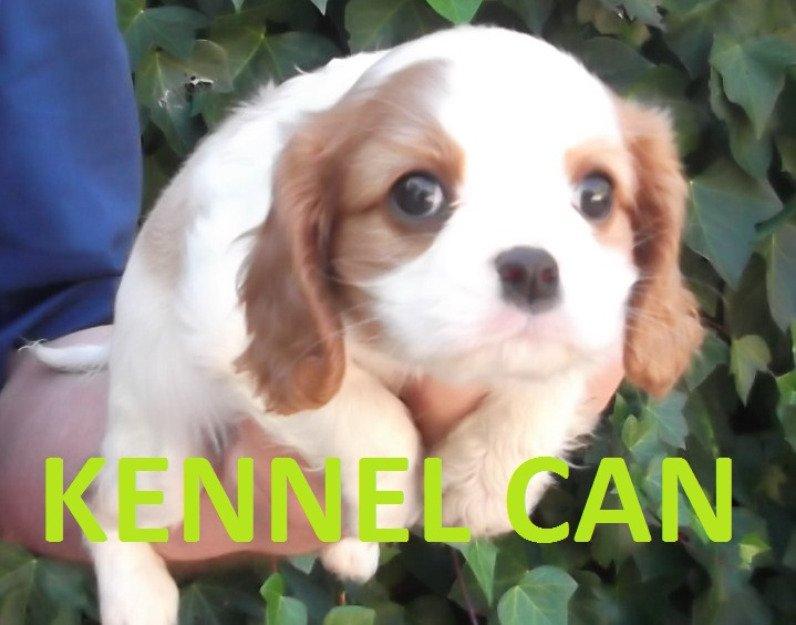 cavalier king charles kennel can