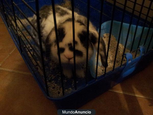 conejo belier y cobaya por 30 euros