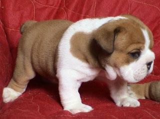 Encantadora cachorros bulldog