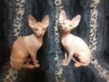 Gatitos sphynx