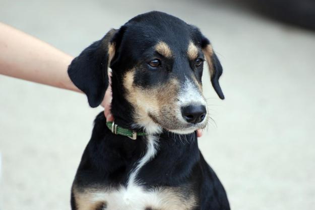 Lurena, cachorra preciosa, negra y fuego, busca un hogar