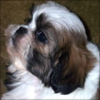 Navidad cachorro hembra shih tzu - mejor precio | unprecio.es