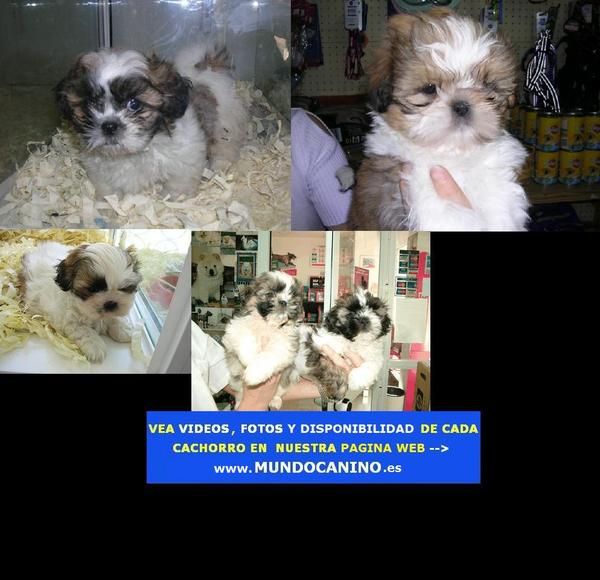 Shih Tzu, Westy, Golden Retriever y Carlino Cachorros en Tienda Virtual