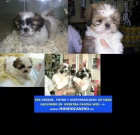 Shih Tzu, Westy, Golden Retriever y Carlino Cachorros en Tienda Virtual - mejor precio | unprecio.es