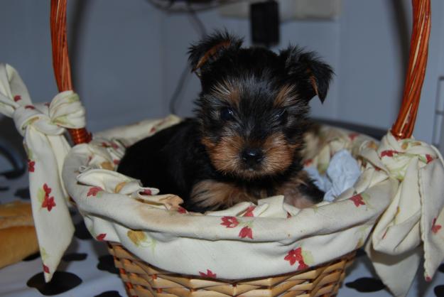 SUPER PEQUEÑOS CACHORROS DE YORKSHIRE CON PEDIGREE INSCRITOS EN EL LOE 450 EUROS